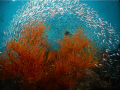 Schooling Glassfish around soft coral at Hin Daeng, Thailand taken with Olympus SP 350, Inon fisheye conversion lens, two Inon strobes
