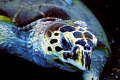 Green turtle. Canon 40D, Sigma 50mm.