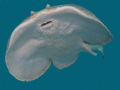 torpedo ray, free swimming, 