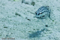 I'm not sure why he's pouting, he gets to dive all the time.  Nikon D200 with 105 mm Macro lense in an Ikelite housing. DS125 strobes.