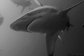 Black Tip Shark in Aliwhal Shoal