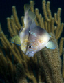 Hamlets Mating in the Bahamas taken with an Olympus Evolt e-300.