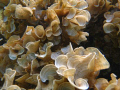 White Scroll Alga taken off the beach on our day off from diving. Taken with a Canon camera and housing, using the natural light of the fairly shallow waters. (about 10 ft. deep)