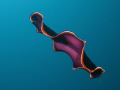 Is this an alien being or a swimming Polyclad Flatworm? Taken at Pulau Weh, Aceh, Indonesia with Olympus SP 350, Inon macro converter lens and two Inon strobes