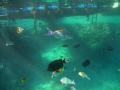 free diving on holidays