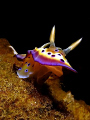 jumping nudi
