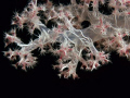 Close-up on polyps