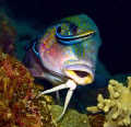 A pair of cleaner wrasse cleaning Goatfish. D70s, 60mm. Kapalai, SABAH, Malaysia