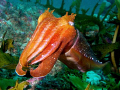 Cuttle fish love to have there picture taken.Photo taken with an Olympus C8080
