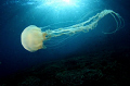 Jelly fish with Sun ray . Shoot with Tokina 10-17mm fisheye @ 10mm.
