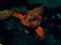 Wrasse looking into lens