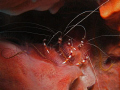 Banded Coral Shrimp- Cozumel, Mex. 08
Sea & Sea 1G