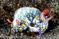 Nudi and its eggs. Lembeh Streit.