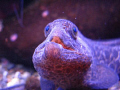 Juvenile  eel 