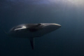 Minke whale flying in at the end of a dive. Photo made in the far northern great barrier reef, july 2008, D200 natural light
