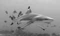 Black tip reef shark in Moorea French Polynesia.  If you're looking for sharks this is one of the best places to find them!