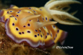Nudibranch - Chromodoris Kuniei
Taken by: 
Canon EOS 400D 100mm Micro Lens, Ikelite Housing, Ikelite DS125 Twin Strobe.