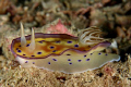 Upskirt sexy nudi. Taken at Mabul Island.