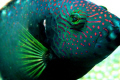 Napoleon Wrasse