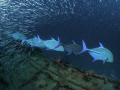 ATTENTION! Trevally on the hunt, Maldives taken with Olympus SP 350, Two Inon Strobes