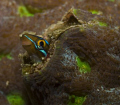 Bluestripped Fangblenny, 60mm lens