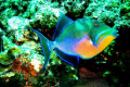 Queen Trigger Fish