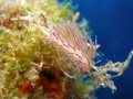 Flabelinna showing off her elegant colors in Ibiza.....