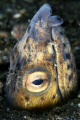 Blacksaddle snake eel. Lembeh Streit.
