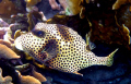 Taken with a canon. Spotted Trunkfish