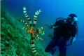 A Feather Star swimming? always wanted to see one, and got my chance on a 18m dive off the East Coast of Fujeirah, site - Martini Rock, taken with a CanonA650 in manual mode and Sealife SL960D strobe