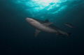 Silvertip at Silverado site Cocos Island - managed to get this shark to be comfortable with me and make several passes overhead