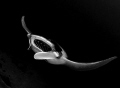 Black and white manta sweeping over the reef.