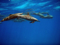 Delphinus delphis, Egypt, Deep South