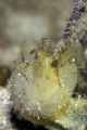 This is a Scorpion Leaf Fish, not easy to photography, although it was sat on some coral it was swaying about quite a bit, like a leaf, hence the name.  Taken with Canon 40D, 100mm Macro, Inon Z240 strobe.