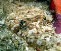 Crocodile fish, Shark cave Burma