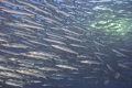 Huge school of Baracuda at the end of the dive, shallow friendly,loads of current to get out to them then I  spent a good 20 minutes enjoying their beauty and strength.Awsome.Nikon D100, Nexus housing and 2 digital ikelite strobes