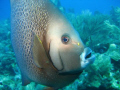 A Gray Angelfish came swimming straight at me.  I had enough time to raise my camera and snap one picture.  Timing is everything.  :) 