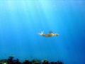 flying squid in the sunny sea