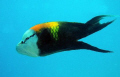 Slingjaw wrasse, Egypt, Deep South