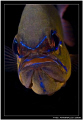 Cardinal daddy is another one of those creatures with no feelings D200/105 VR