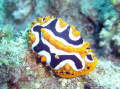 Phyllidia ocellata, big size