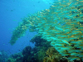 goatfish floating by coral reef