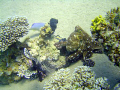 wandering big octopus in a coral garden