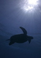 turtle tanning in Sipadan...