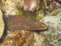 spotted Moray in Moray...A French Polynesia