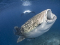 Whale Shark and Manta feeding together!! :-o 
  Olympus SP350, Inon fisheye lens, natural light. Baa Atoll, Maldives. 