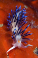 Paarse flabellina
llafrank Spanje