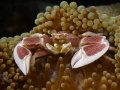 Get closer if you dare....Anemone crab taken with Olympus SP350, Inon macro conversion lens, Inon strobe