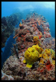 Yellow Frog Fish in Crash Boat Piers.  First time I post in this Category.  Canon G9, INon WA and Dome.