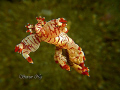 Free swimming nudi. Taken with A640, single macro lens with Z240